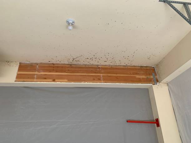 Best Industrial Mold Remediation  in Broomfield, CO