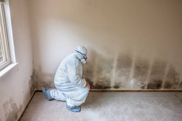 Best Mold Remediation for Healthcare Facilities  in Broomfield, CO