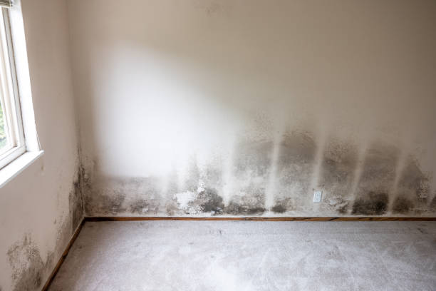 Best Commercial Mold Inspection  in Broomfield, CO