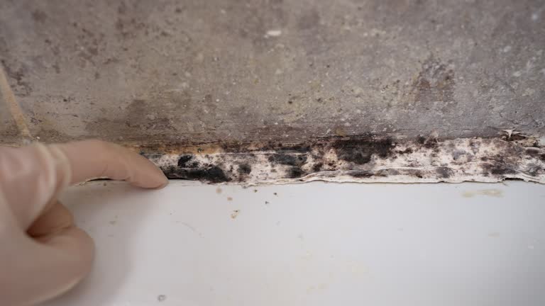 Mold Remediation for Rental Properties in Broomfield, CO